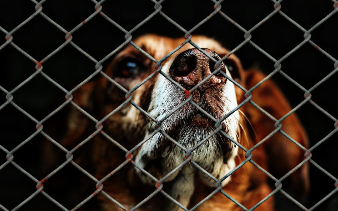 Ein Tierheim für Gladbeck?